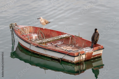 Seagull and cormoran on a boat in the sea, full of bird droppings.Calm sea, tranquility, reflections on water