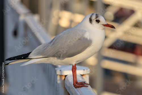 Close-up image of a black-headed gull perched on the harbor railing looking out to sea