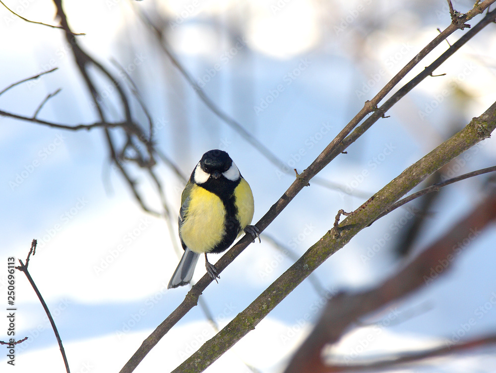 Fototapeta premium The titmouse sits on a branch