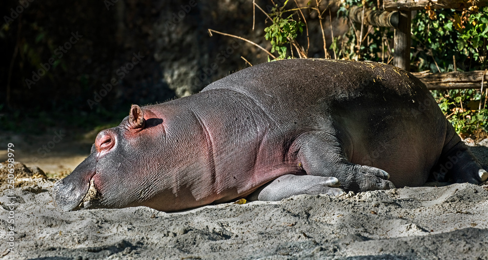 Young hippopotamus. Latin name - Hippopotamus amphibius Young hippopotamus. Latin name - Hippopotamus amphibius