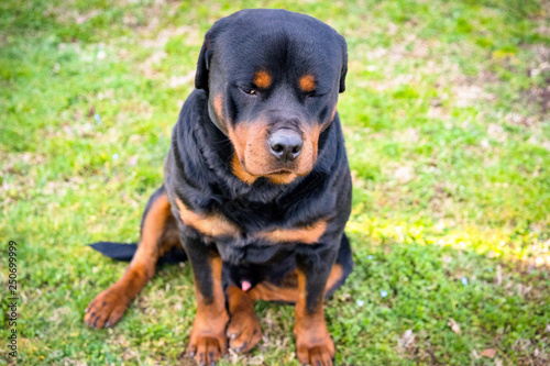 Beautiful rottweiler with straight gaze sitting on the grass 
