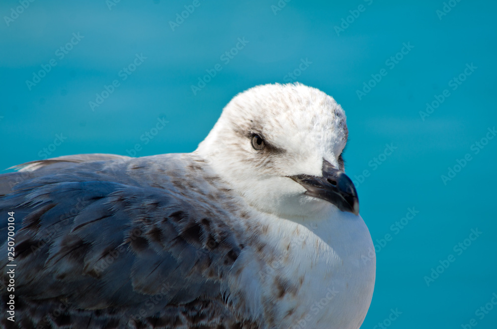 white gray and blue seagull facing the sea white gray and blue seagull facing the sea