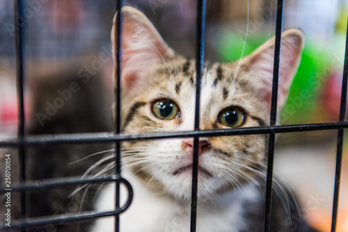 Portrait of one tabby calico kitten in cage waiting for adoption