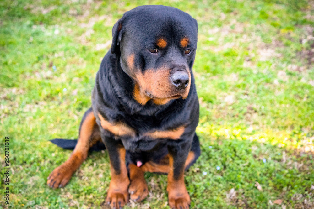 Amazing black rottweiler with strong body sitting on the grass in a sunny summer day