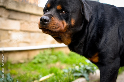Angry rottweiler portrait in the garden. Black dog with beautiful muzzle and straight look posing in front of camera