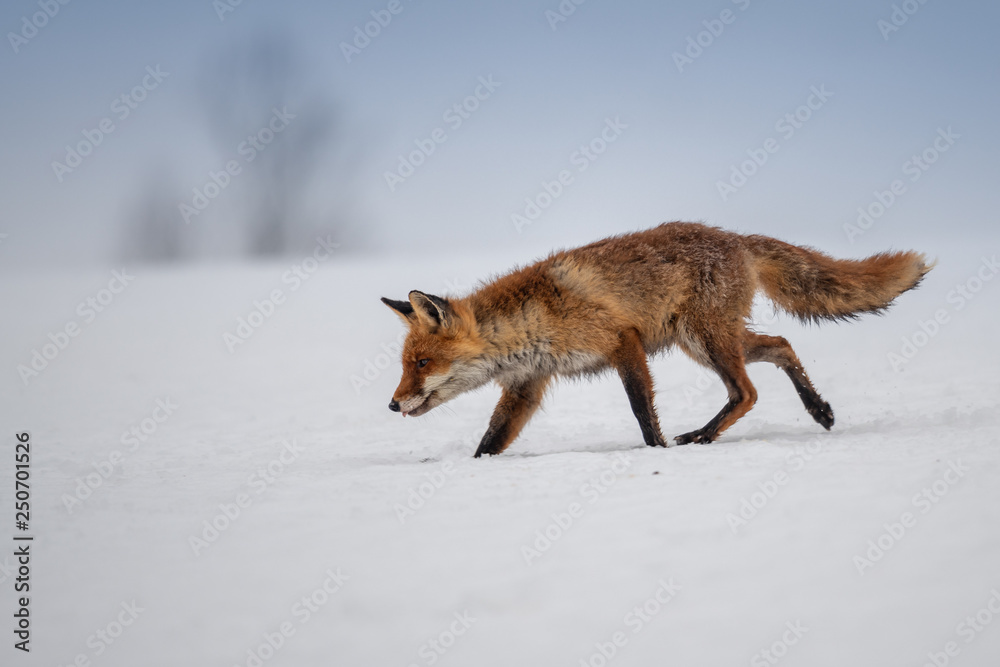 Fototapeta premium Red fox (Vulpes vulpes) with a bushy tail hunting in the snow in winter in Algonquin Park in Canada