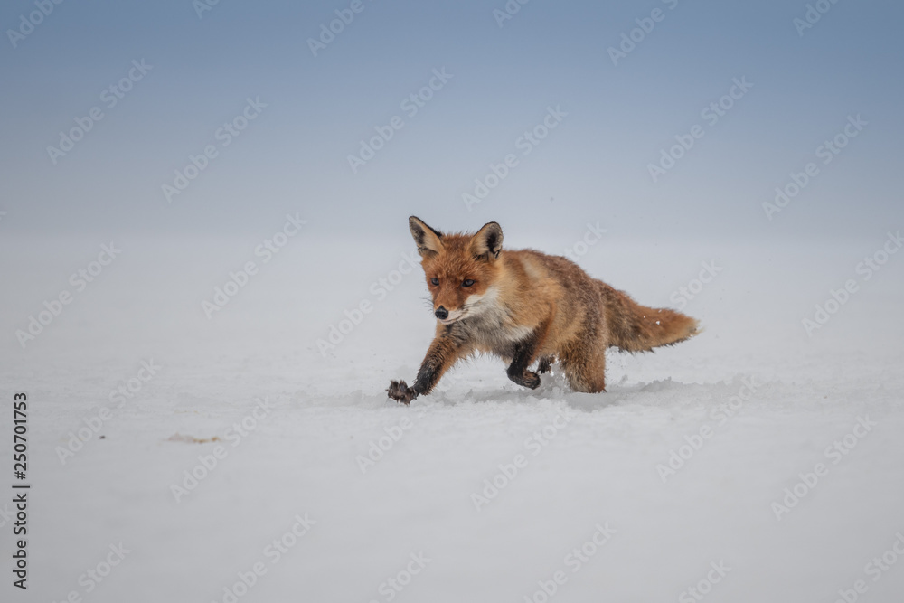 Red fox (Vulpes vulpes) with a bushy tail hunting in the snow in winter in Algonquin Park in Canada Red fox (Vulpes vulpes) with a bushy tail hunting in the snow in winter in Algonquin Park in Canada