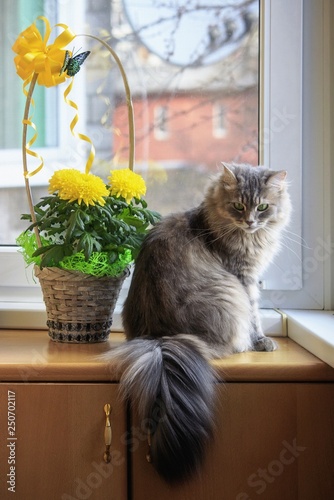 Portrait of a gray fluffy cat on the balcony with a basket of chrysanthemums photo