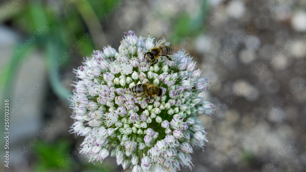Bienen an Blüten Bienen an Blüten