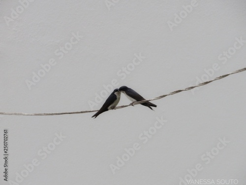 pássaros se beijando