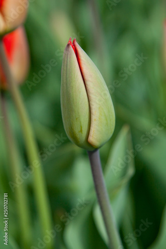 Tulips bloom in the garden