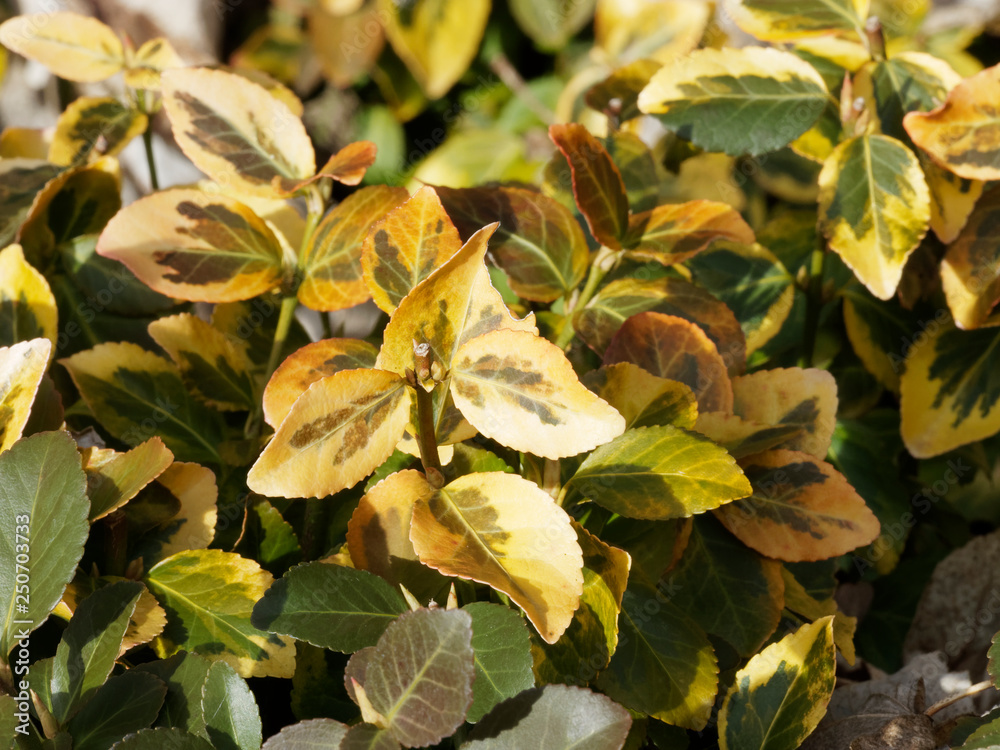 Gros plan sur les feuilles panachées de jaune du fusain du Japon - Euonymus Japonicus 'Aureomarginatus' Gros plan sur les feuilles panachées de jaune du fusain du Japon - Euonymus Japonicus 'Aureomarginatus'