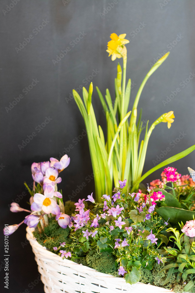 Narcissus, hyacinth, Muscari, Crocus, flower, spring, flowers, isolated, daffodil, plant, narcissus, pot, yellow, nature, easter, blossom, white, daffodils, green, bloom, floral, beautiful, leaf, gard