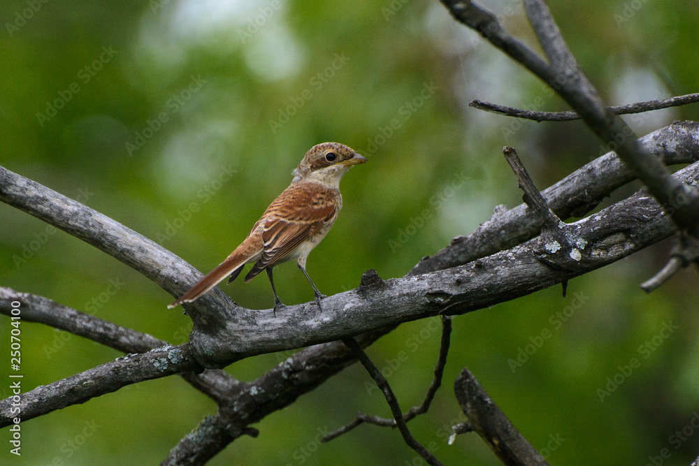 bird sits on a tree branch in the forest bird sits on a tree branch in the forest