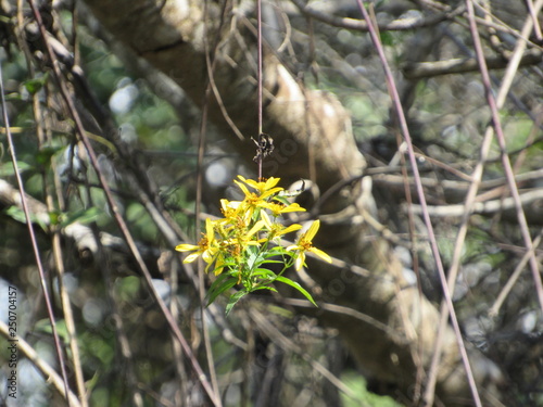Flor amarela no meio de folhagens secas.