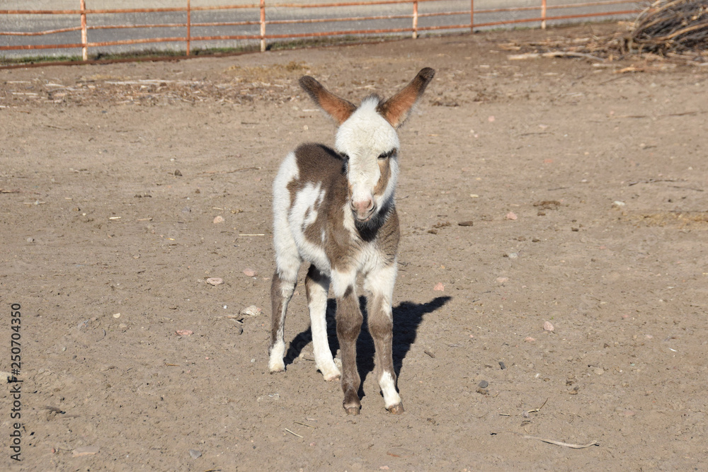 a small bumbling donkey in the yard