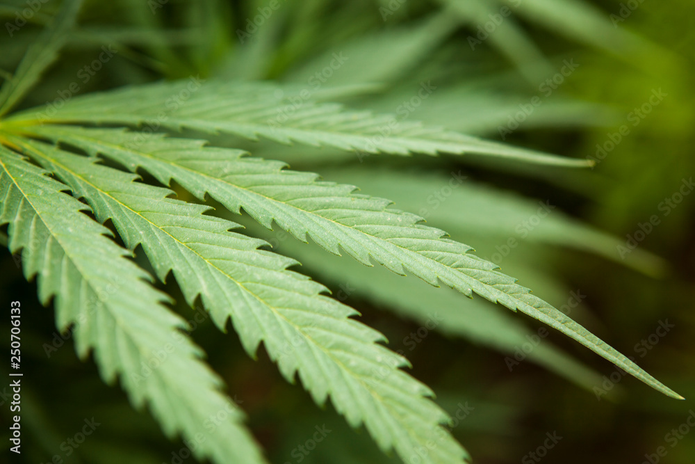 plantas