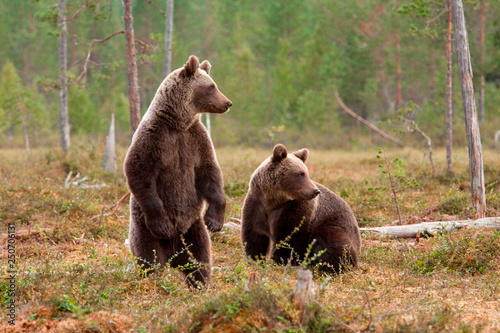 Bears in the forest  © Albert