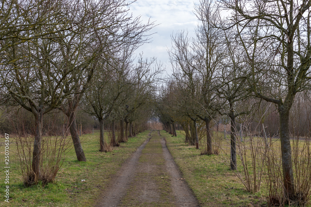 Spring park, tree alley in Frankenthal - Germany Spring park, tree alley in Frankenthal - Germany