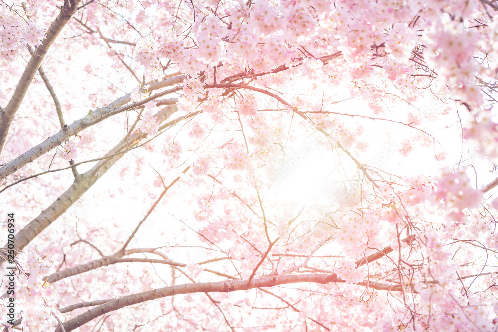 Looking up, low angle view of vibrant pink cherry blossom sakura tree,  sunburst through branch, sky, flower petals in spring, Washington DC,  sunny, sun, sunshine, sunlight, backlight Stock Photo | Adobe Stock