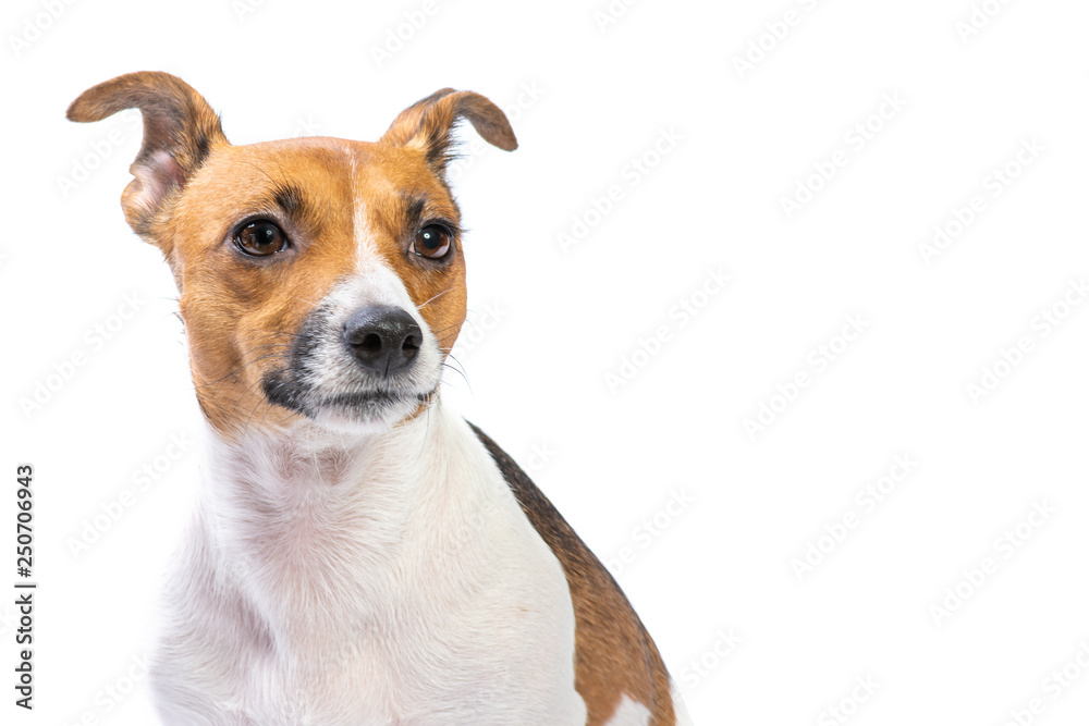 Closeup Portrait Jack Russell Terrier, standing in front, isolated white background