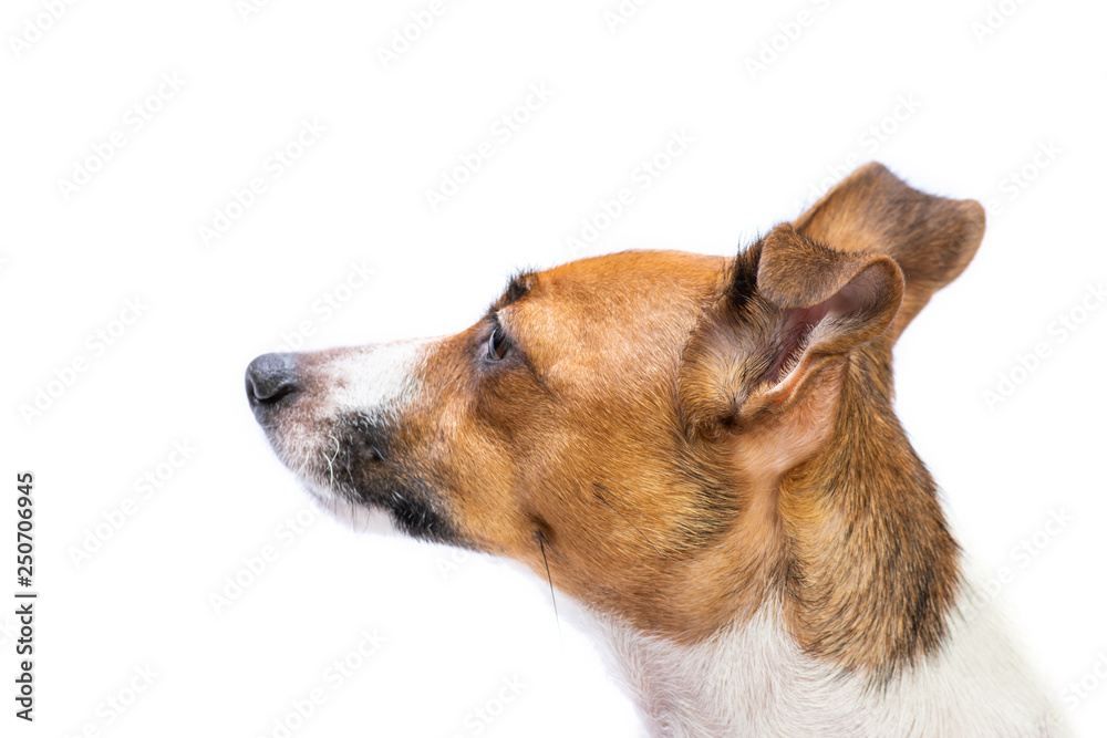 side view Portrait Jack Russell Terrier, standing in front, isolated white background side view Portrait Jack Russell Terrier, standing in front, isolated white background
