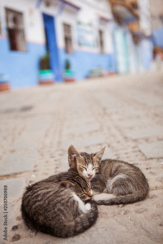 gatos