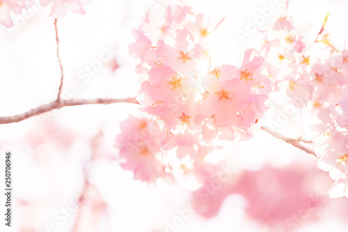Looking up, low angle closeup view of one vibrant pink cherry, sakura blossom tree branch, sky, flower petals in spring, springtime Washington DC, sunny, sun, sunshine, sunlight, light, backlight © Andriy Blokhin