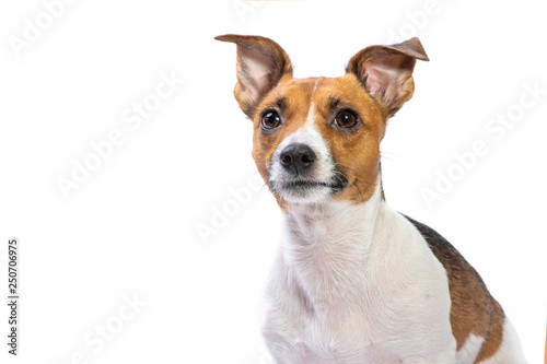 Closeup Portrait Jack Russell Terrier, standing in front, isolated white background © Валерий Моисеев