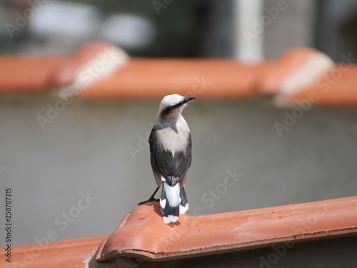 Pássaro preto e branco