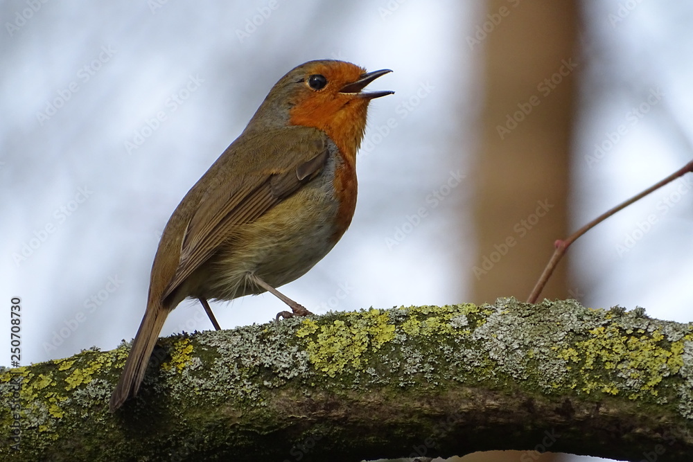 Fototapeta premium Robin Redbreast