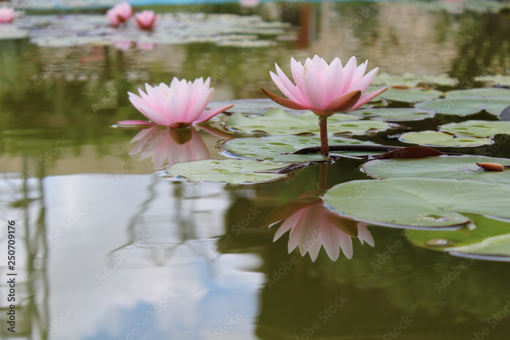 pink water lily
