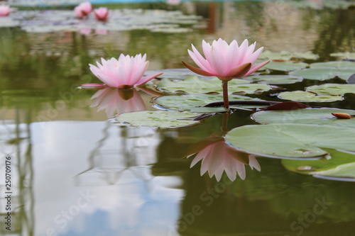 pink water lily