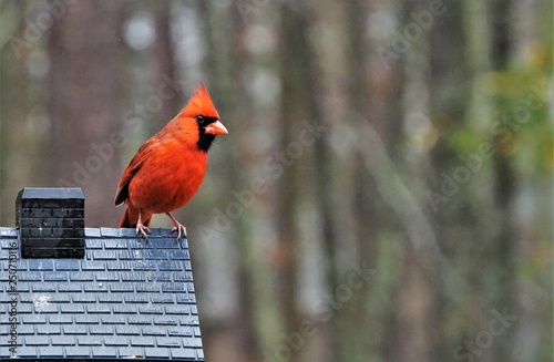 A single male cardinal bird is perching on the roof of the feeder enjoy eating and watching  on soft focus garden background, Winter in Georgia USA. photo