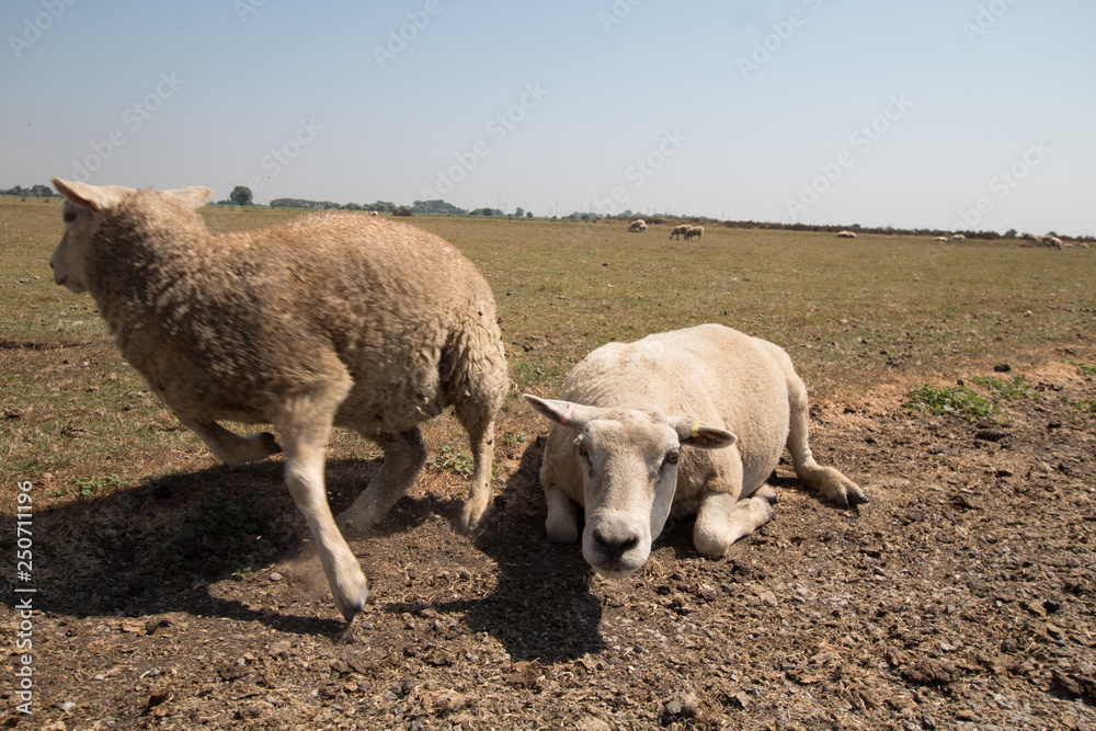 Fototapeta premium sheep
