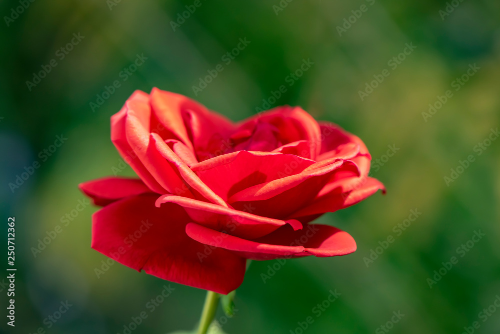 Close-up of a bright red rose (genus Rosa) Close-up of a bright red rose (genus Rosa)