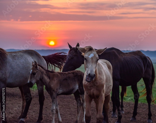 horses graze at dawn