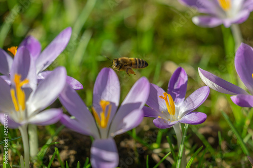 Krokus wird von Bienen bestäubt. Blühender Krokus im Frühling. Krokus blüht aus grüner Wiese.