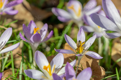 Fototapeta Naklejka Na Ścianę i Meble -  Krokus wird von Bienen bestäubt. Blühender Krokus im Frühling. Krokus blüht aus grüner Wiese.