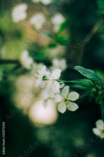 blooming cherry closeup