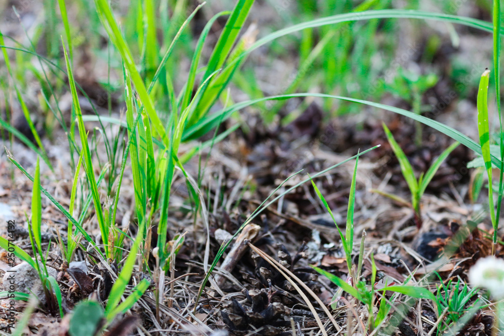 The first shoots of young grass in early spring closeup The first shoots of young grass in early spring closeup