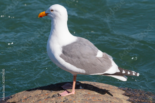 Glaucous Gull Standing On A Rock Next To The Pacific Ocean