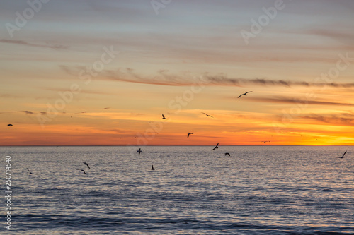 Birds in flight over the ocean at sunset