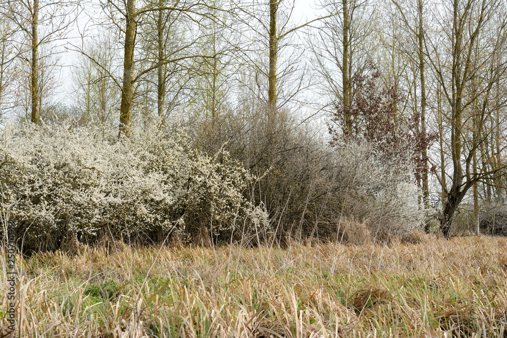 Hedges of hawthorn. Long grass in the foreground, Trees and a cloudy sky in the background. Hedges of hawthorn. Long grass in the foreground, Trees and a cloudy sky in the background.