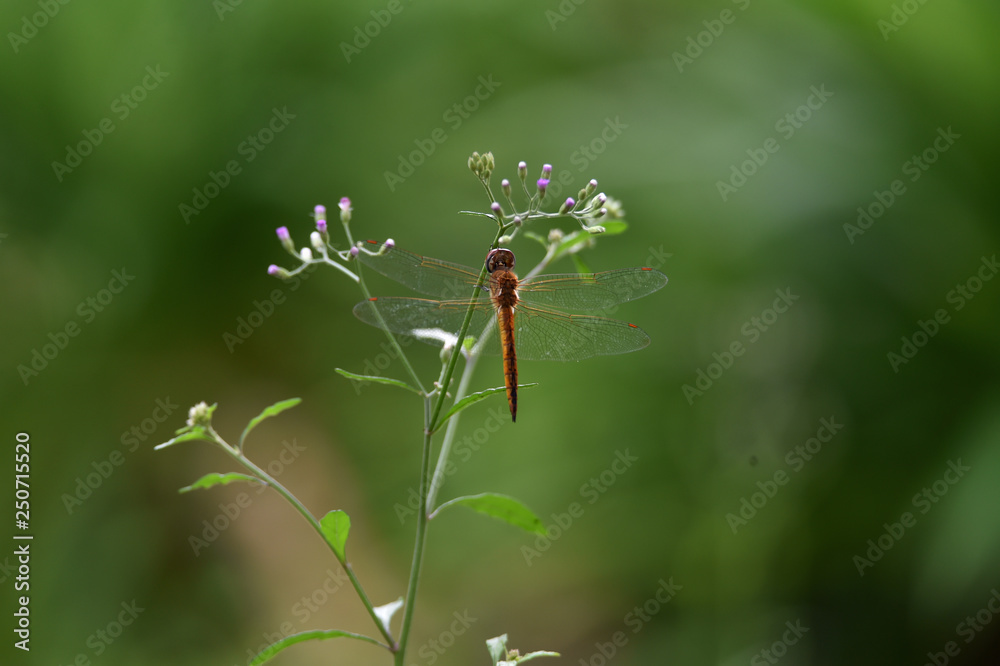 dragonfly on leaf dragonfly on leaf