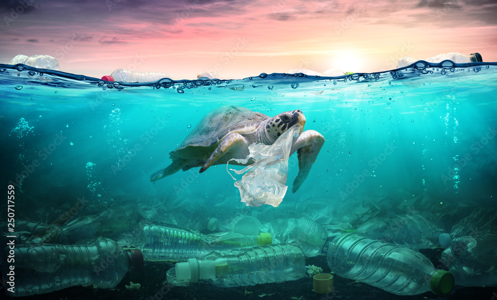 Fototapeta Zanieczyszczenia tworzyw sztucznych w oceanie - torba plastikowa z żółwia - problem środowiskowy