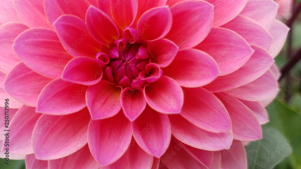pretty pink dahlia flower petals with green leaves