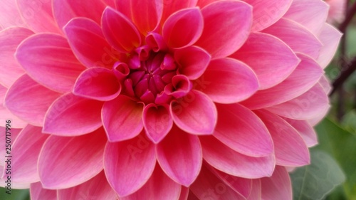 pretty pink dahlia flower petals with green leaves © Justin
