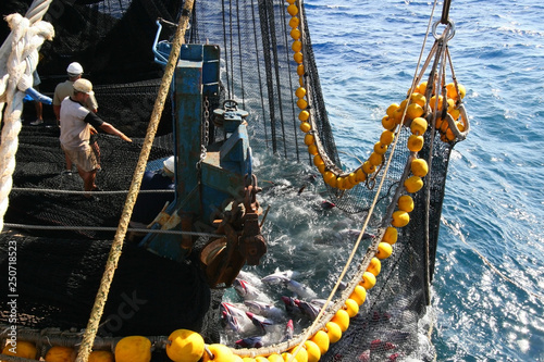 yellowfin tuna in the net of a tuna ship photo