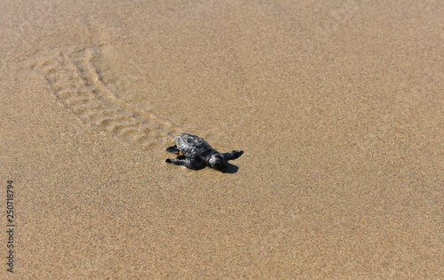 baby turtle on its way to the sea for the first time